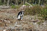 BOSTON TERRIER 093